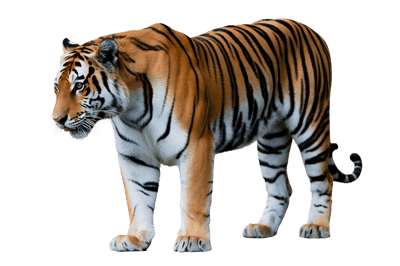 Full body shot of a tiger