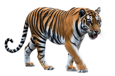 Walking tiger with orange and black stripes