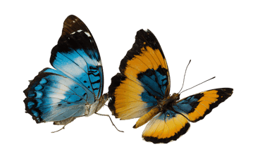 Two colorful butterflies on black background