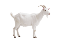 Standing white goat in profile