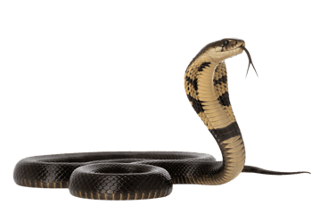 Striking cobra snake with hood up