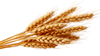 Ripe wheat stalks isolated, ready for harvest. Food, agriculture concept.