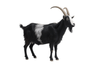 Black goat with white markings and long horns, isolated