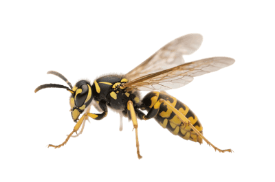 Closeup of a yellow wasp