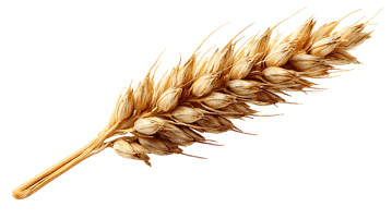 Golden Wheat Ear
