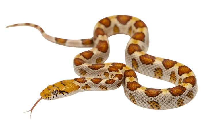 Albino corn snake close up on isolated background