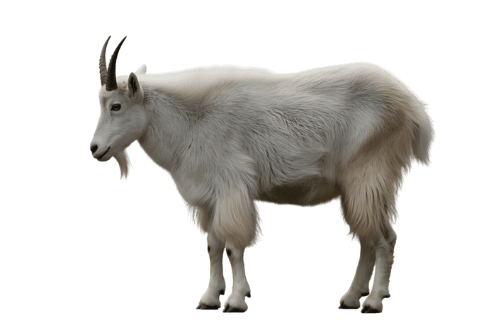 Rocky mountain goat with white fur and black horns