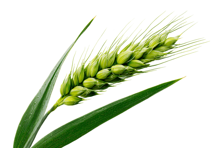 Close up of a single green wheat ear against a black background.