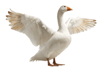 White goose with wings spread wide