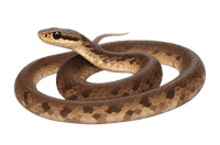 Coiled brown snake illustration
