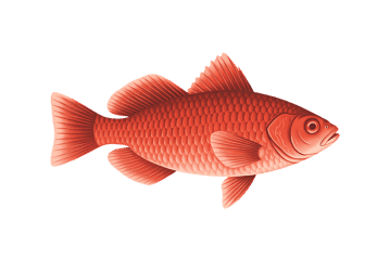 Red fish illustration on transparent background