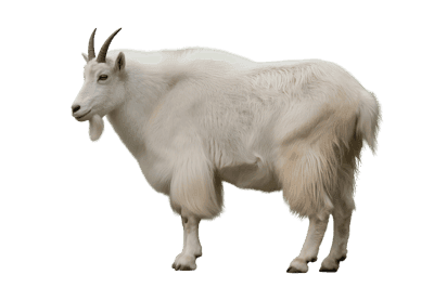 Side view of a mountain goat with white fur and short dark horns