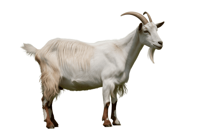 Full body of a white goat with horns and beard