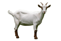 Full body shot of a white goat with brown legs and horns