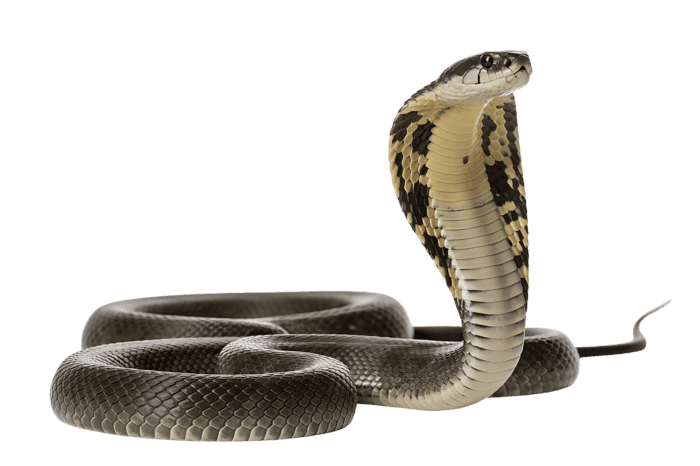 Striking cobra snake with hood extended on transparent background
