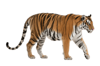 Walking tiger with orange and black stripes830