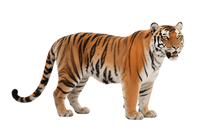 Majestic tiger standing on transparent background