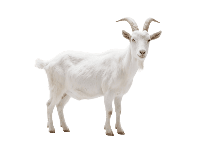 Standing white goat with horns isolated on transparent background