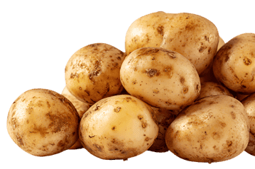 Close up of a pile of fresh, raw potatoes.