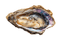 A single oyster, glistening pearl.