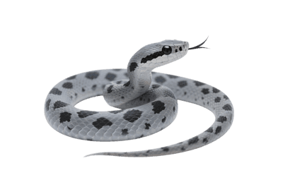 Gray spotted snake with tongue sticking out