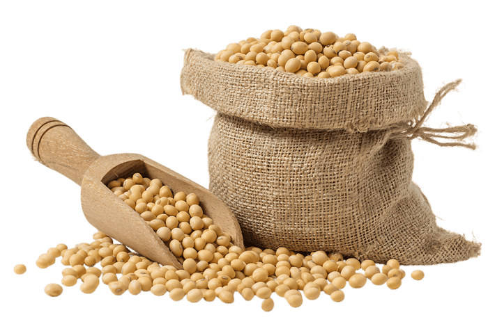 Soybeans in burlap sack and wooden scoop433.