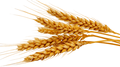 Ripe wheat ears isolated on a black background. Harvest, agriculture concept.