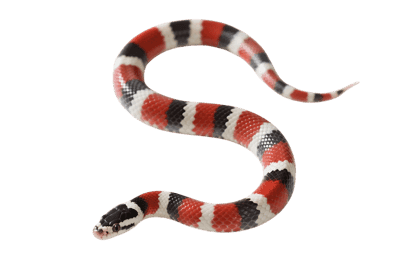 Scarlet kingsnake, red black and white banded snake