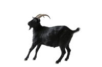 Black goat with horns isolated