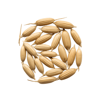 Close up of uncooked rice grains.