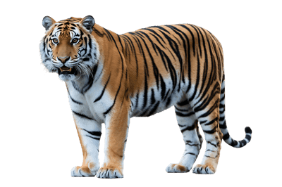 Striking tiger with bold stripes on transparent background