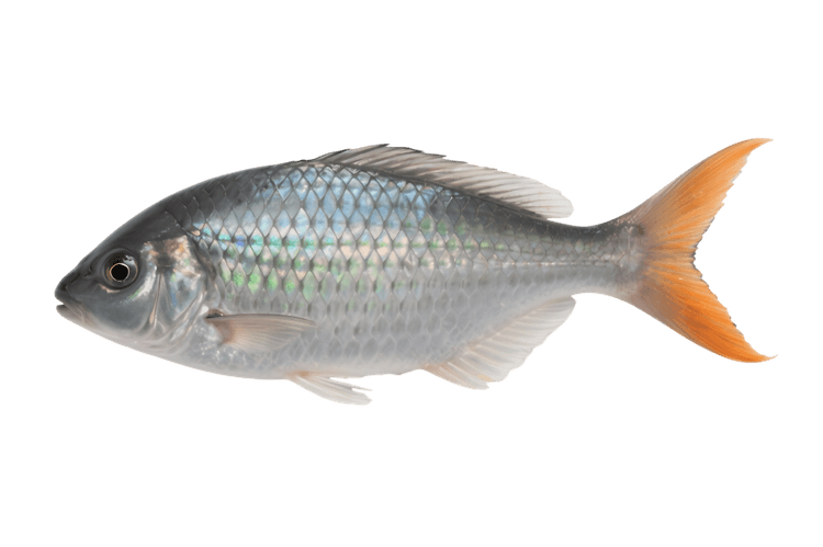 Silver fish with orange tail, aquatic animal illustration