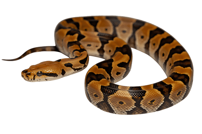 Beautiful ball python with exotic pattern on transparent background