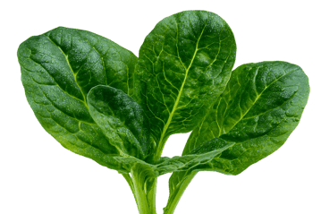 Fresh spinach leaves, healthy green vegetable.
