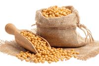 Soybeans in burlap sack and wooden scoop.