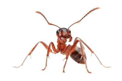 Detailed close up of an ant