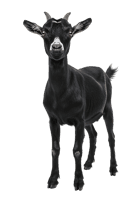 Standing black goat with horns