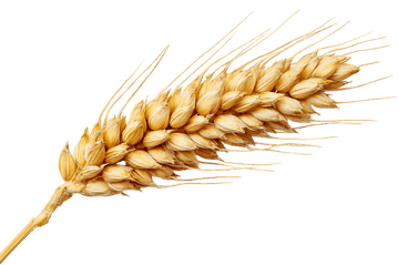 Single stalk of ripe wheat isolated on black background