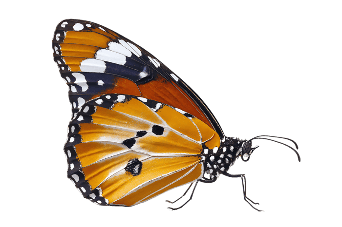 Close up of vibrant orange and black butterfly with intricate wing patterns