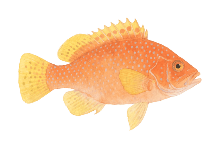 Watercolor illustration of an orange and yellow fish