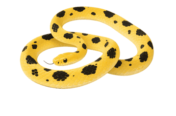 Yellow spotted snake coiled and ready