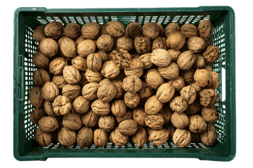 Overhead view of walnuts in a green plastic crate630.