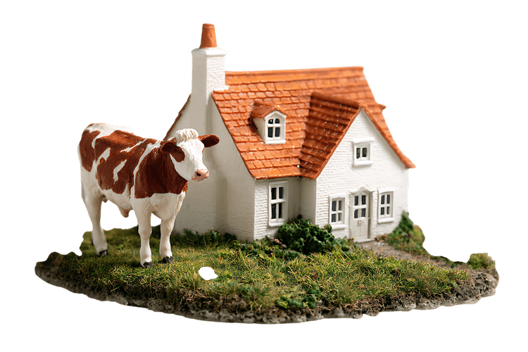 Brown and white cow near cottage