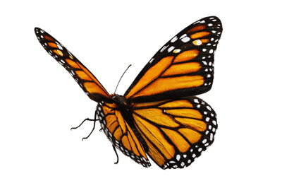 Monarch Butterfly in Flight