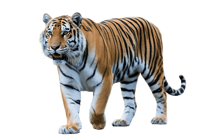 Beautiful tiger walking isolated