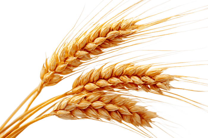 Ripe wheat stalks, symbolizing harvest, abundance, and agriculture.