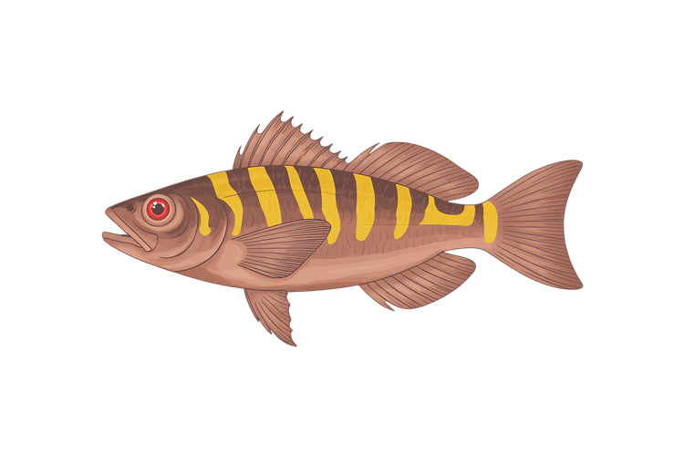 Illustration of a fish with yellow stripes on a transparent background