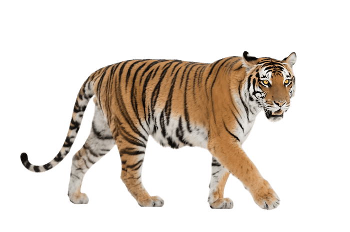 Walking bengal tiger on transparent background