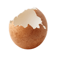 Broken eggshell, close-up view.