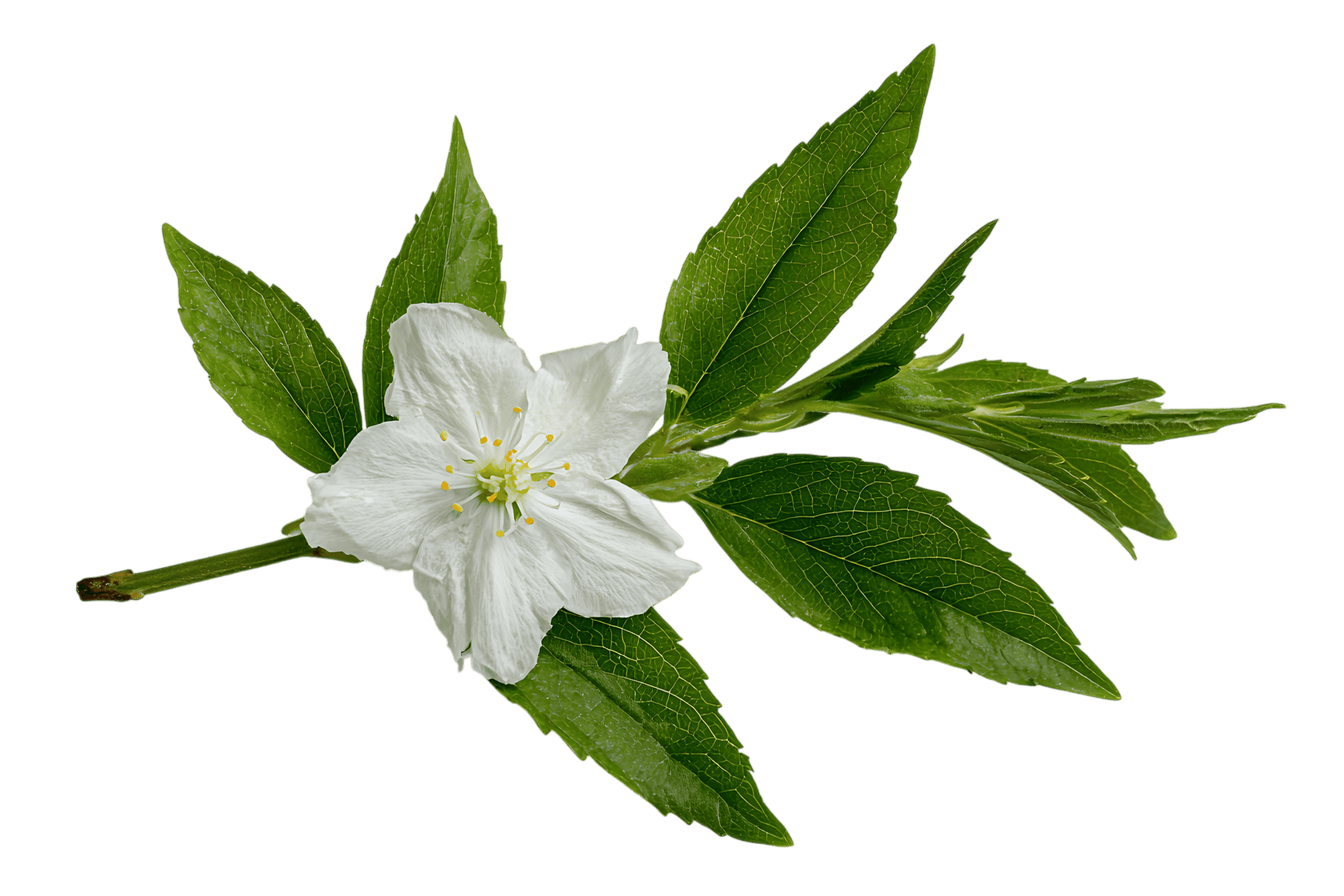 Single white flower with green leaves isolated on black background.